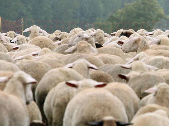 Senso di appartenenza