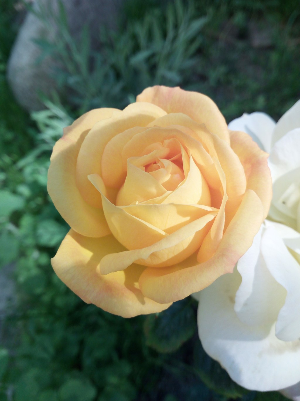 La madre (Edmondo De&nbsp;Amicis)