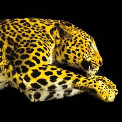 Locarno 2020 – For the Future of Films, online anche la sezione “Pardi di&nbsp;domani”