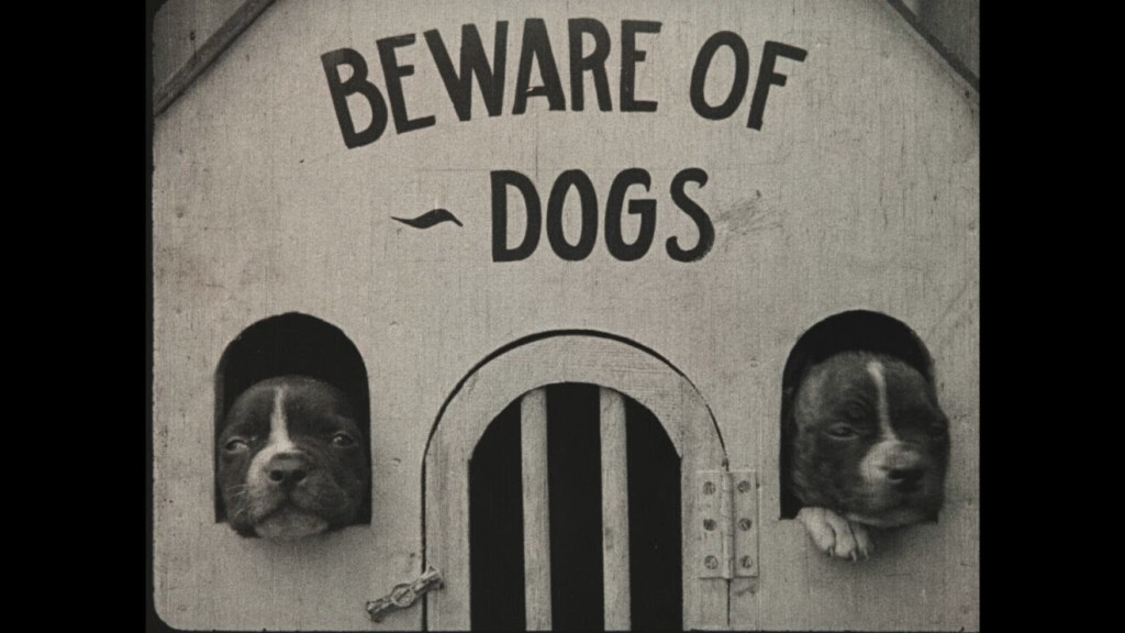 Cineteca Milano, “Chiamatemi Oscar: cani e gatti nel cinema e in&nbsp;tv”